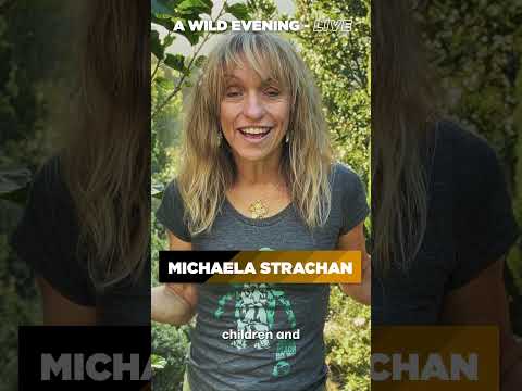 Video preview for A Wild Evening from Youtube